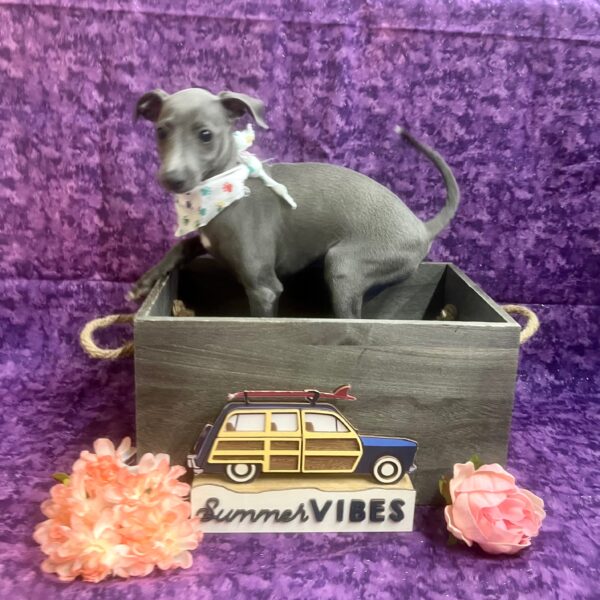 Italian Greyhound DOG Female Blue 6134 Petland Fort Walton Beach, FL