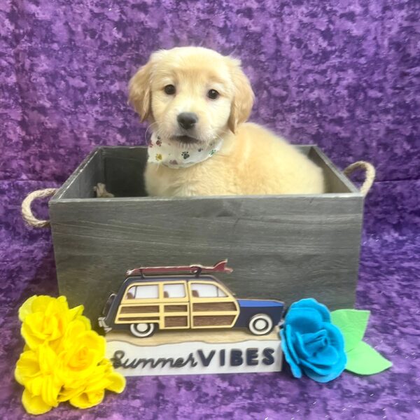 Golden Retriever-DOG-Male-Golden-6152-Petland Fort Walton Beach, FL