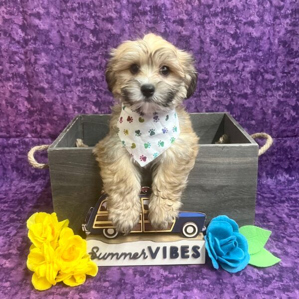 Havanese-DOG-Male-Sable-6145-Petland Fort Walton Beach, FL