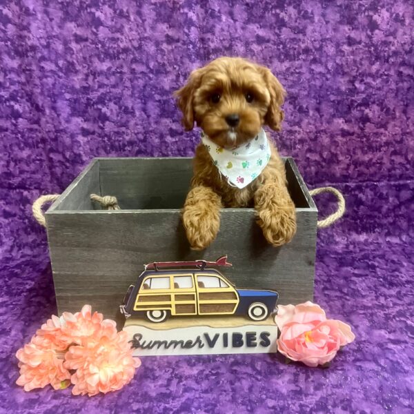 Cavapoo-DOG-Female-Red-6175-Petland Fort Walton Beach, FL