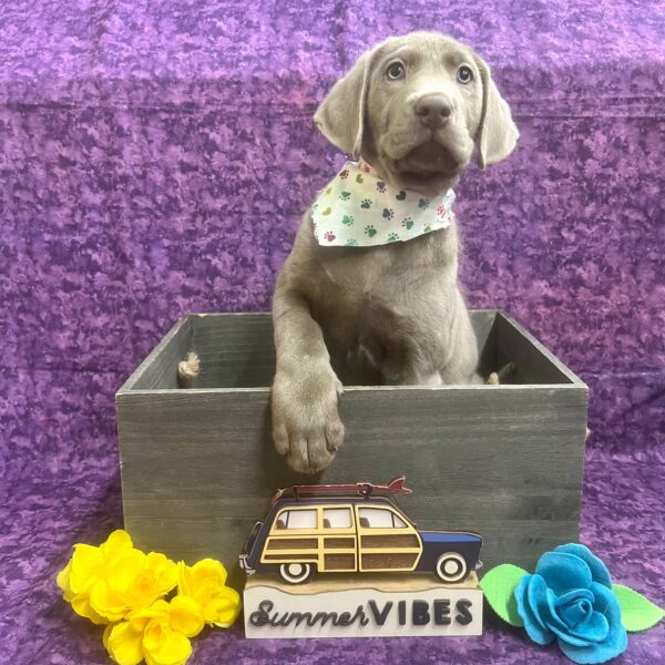 Labrador Retriever-DOG-Male-Silver-6176-Petland Fort Walton Beach, FL