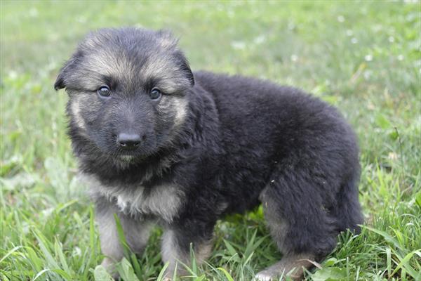 German Shepherd-DOG-Male-Black / Tan-6210-Petland Fort Walton Beach, FL