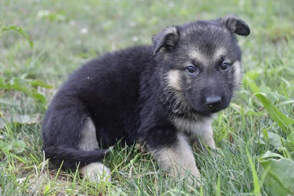 German Shepherd-DOG-Female-Black / Tan-6211-Petland Fort Walton Beach, FL