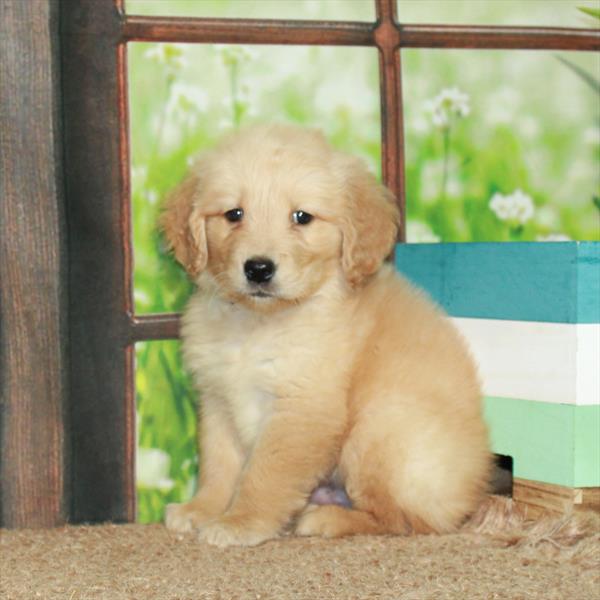 Golden Retriever-DOG-Male-Golden-6212-Petland Fort Walton Beach, FL