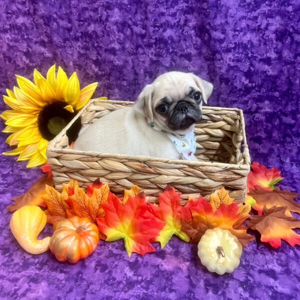 Pug-DOG-Male-FAWN-6223-Petland Fort Walton Beach, FL