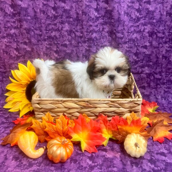 Shih Tzu-DOG-Female-GOLDEN & WHITE PARTI-6220-Petland Fort Walton Beach, FL