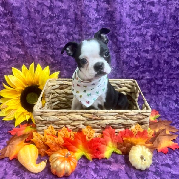 Boston Terrier DOG Female Black / White 6206 Petland Fort Walton Beach, FL