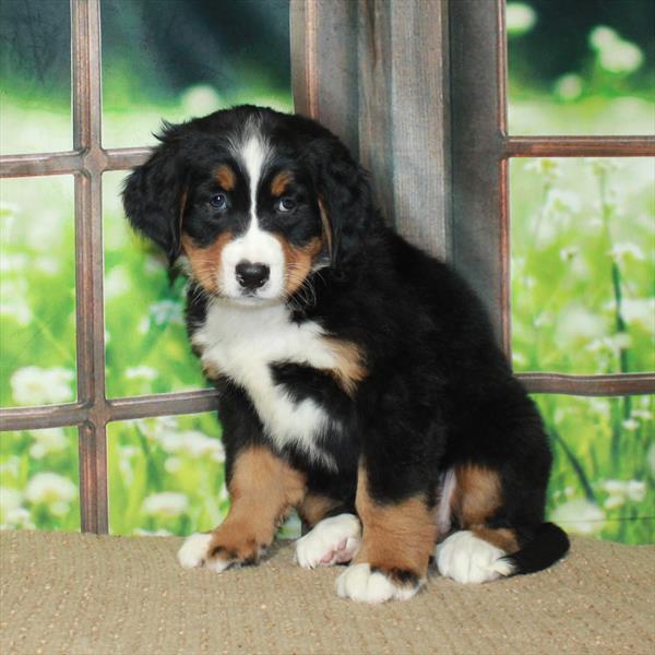 Bernese Mountain Dog-DOG-Female-Black Tan / White-6047-Petland Fort Walton Beach, FL