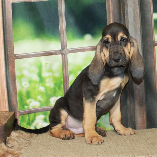 Bloodhound-DOG-Male-Black / Tan-6139-Petland Fort Walton Beach, FL