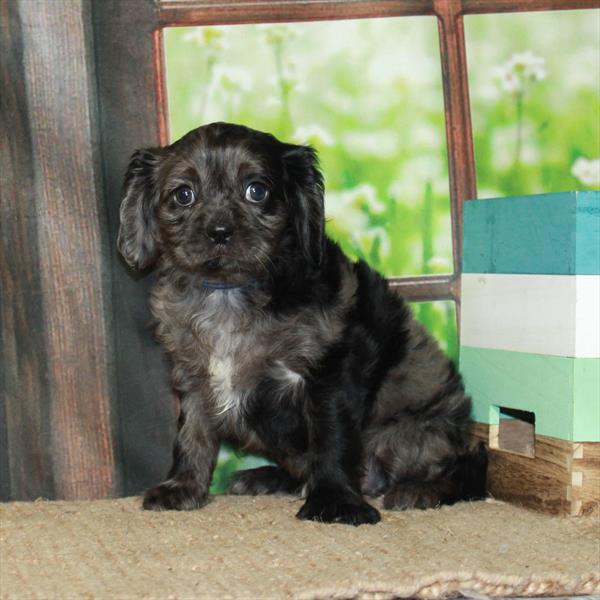 Cavalier King Charles Spaniel-DOG-Male-Blue Merle-6140-Petland Fort Walton Beach, FL