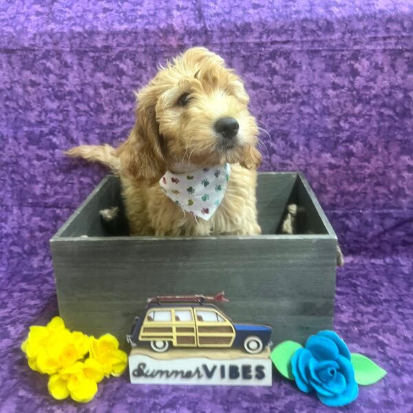 Goldendoodle-DOG-Male-Golden-6172-Petland Fort Walton Beach, FL