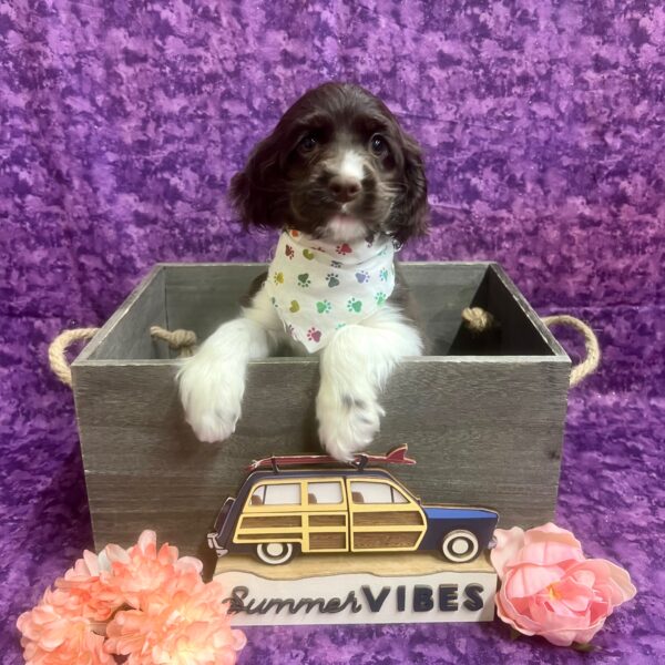 Cocker Spaniel DOG Female Chocolate 6173 Petland Fort Walton Beach, FL