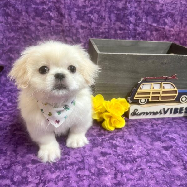 Pekingese-DOG-Male-Cream / White-6174-Petland Fort Walton Beach, FL