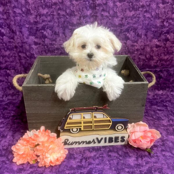 Maltese-DOG-Male-White-6182-Petland Fort Walton Beach, FL