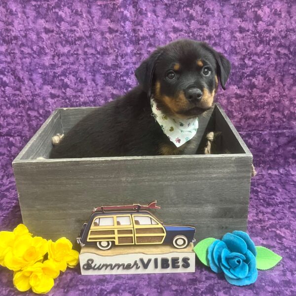 Rottweiler-DOG-Male-Blak & Tan-6183-Petland Fort Walton Beach, FL