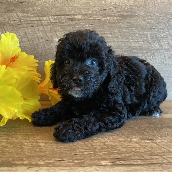 Schnoodle-DOG-Female-Black-6207-Petland Fort Walton Beach, FL