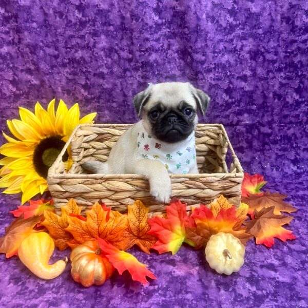 Pug-DOG-Female-FAWN-6224-Petland Fort Walton Beach, FL