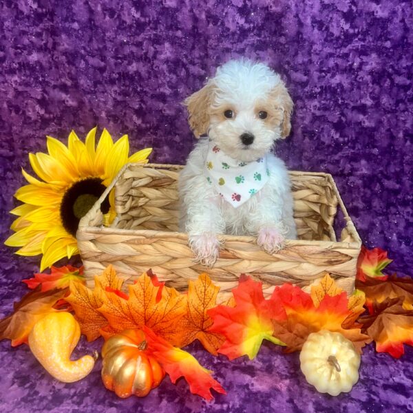 Poodle DOG Male CREAM 6222 Petland Fort Walton Beach, FL