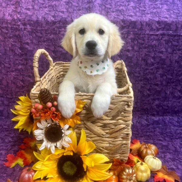 Golden Retriever-DOG-Female-Cream-6203-Petland Fort Walton Beach, FL