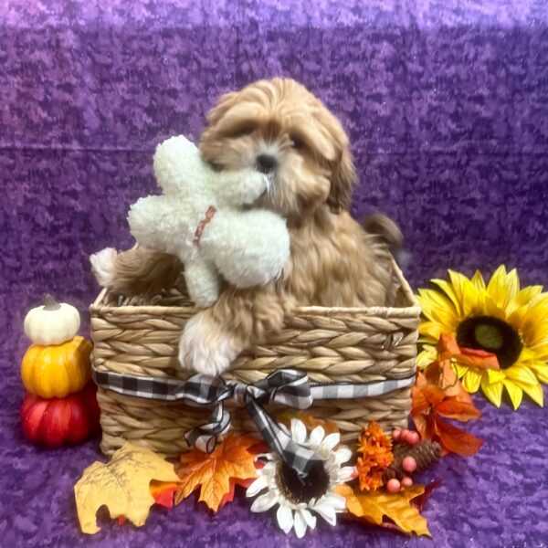 Lhasa Apso DOG Male Gldn, Wh Markings 6084 Petland Fort Walton Beach, FL