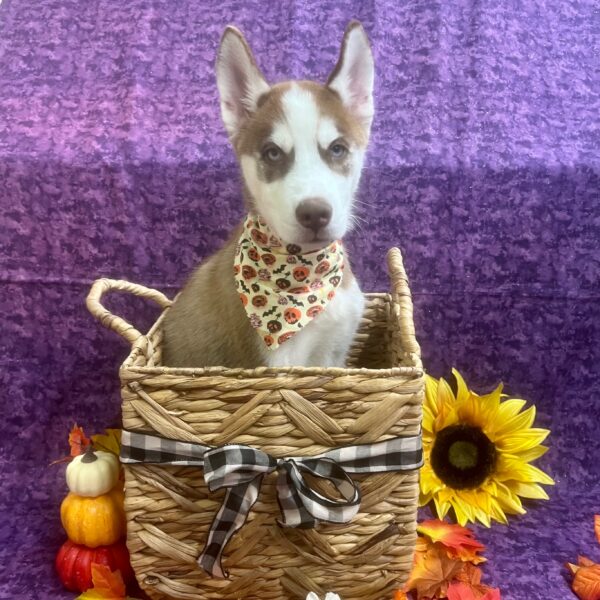 Siberian Husky-DOG-Male-Red / White-6136-Petland Fort Walton Beach, FL