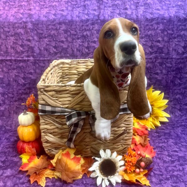 Basset Hound DOG Male Red / White 6110 Petland Fort Walton Beach, FL