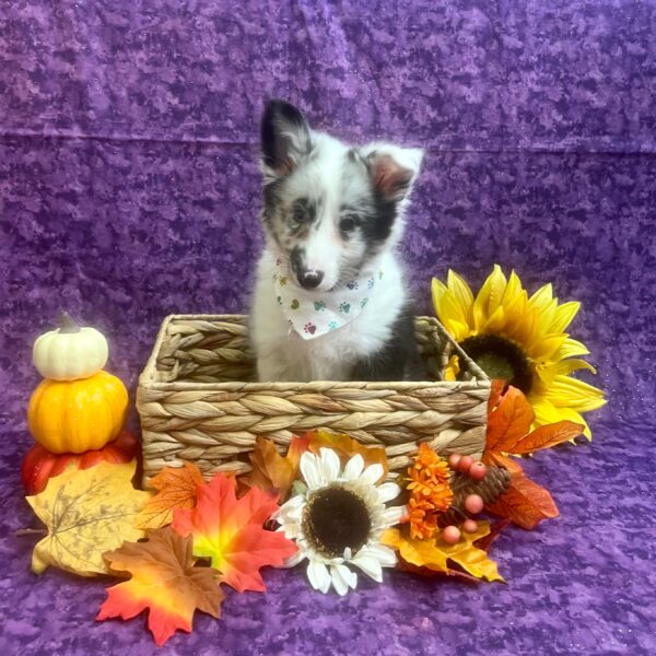 Shetland Sheepdog-DOG-Male-Blue Merle / White-6253-Petland Fort Walton Beach, FL