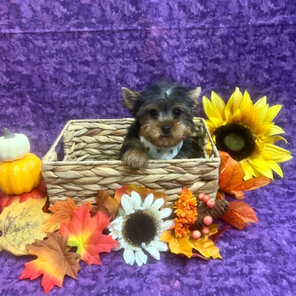 Yorkshire Terrier-DOG-Male-Black / Tan-6254-Petland Fort Walton Beach, FL