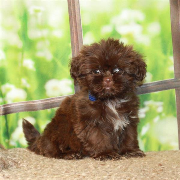 Shih Tzu-DOG-Female-Chocolate-6259-Petland Fort Walton Beach, FL