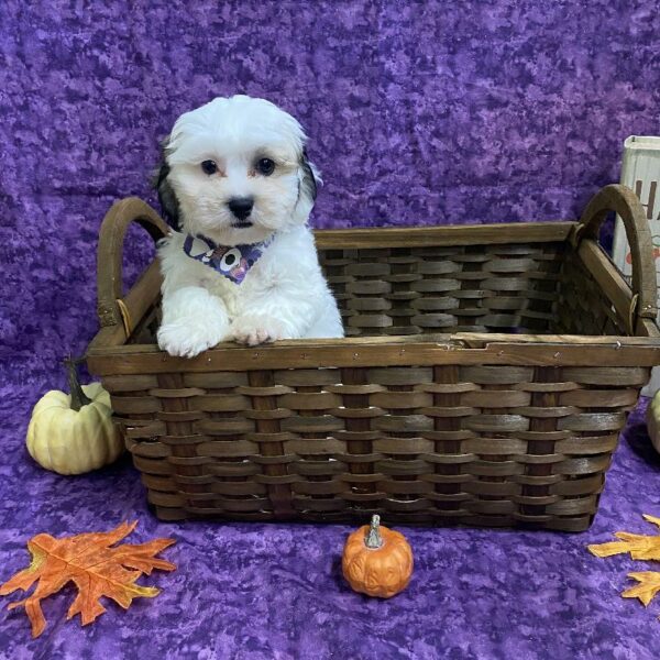 Teddy Bear-DOG-Male-Sable / White-6282-Petland Fort Walton Beach, FL