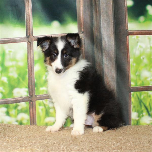 Shetland Sheepdog-DOG-Male-Black White / Tan-6288-Petland Fort Walton Beach, FL