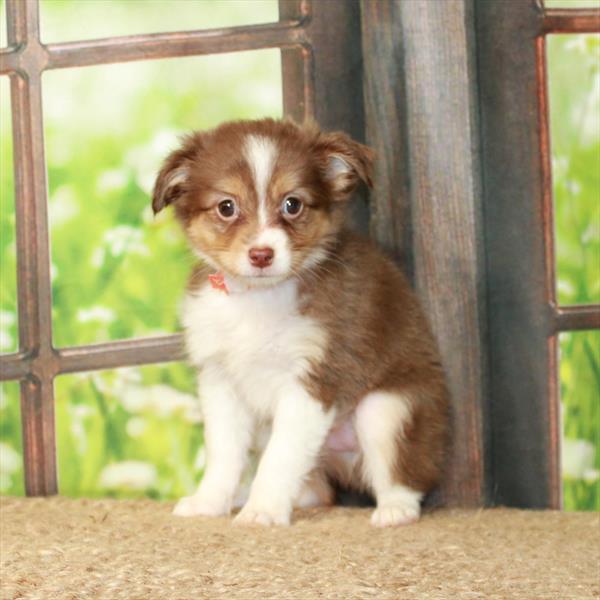 Australian Shepherd-DOG-Female-Red Tan / White-6289-Petland Fort Walton Beach, FL