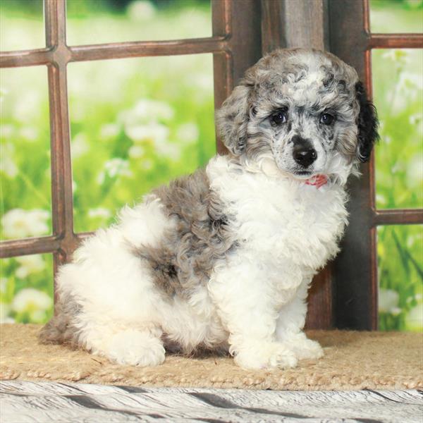 Poodle DOG Female White / Blue Merle 6292 Petland Fort Walton Beach, FL