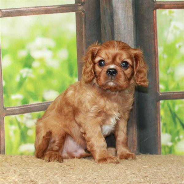 Cavalier King Charles Spaniel-DOG-Male-Ruby-6293-Petland Fort Walton Beach, FL