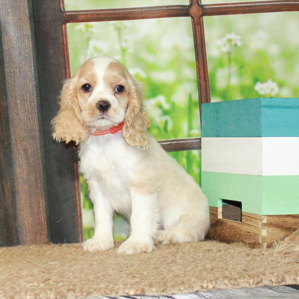 Cocker Spaniel DOG Female White / Buff 6294 Petland Fort Walton Beach, FL