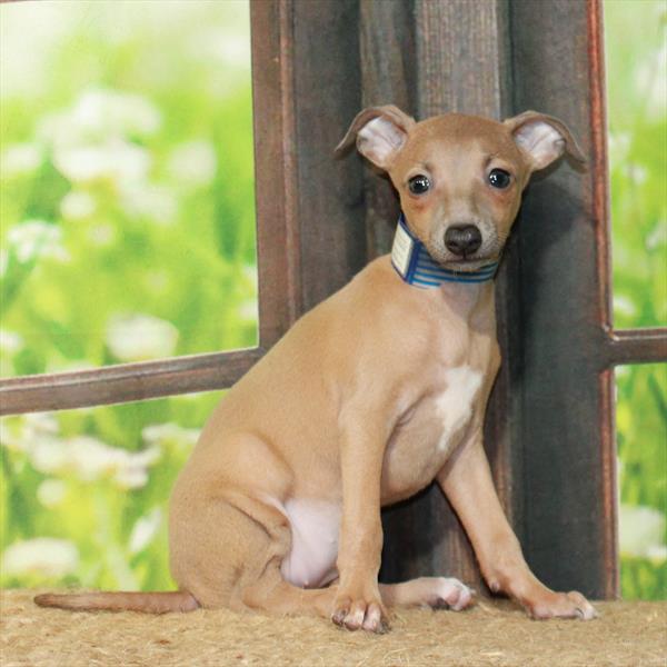 Italian Greyhound DOG Female Blue Fawn 6295 Petland Fort Walton Beach, FL