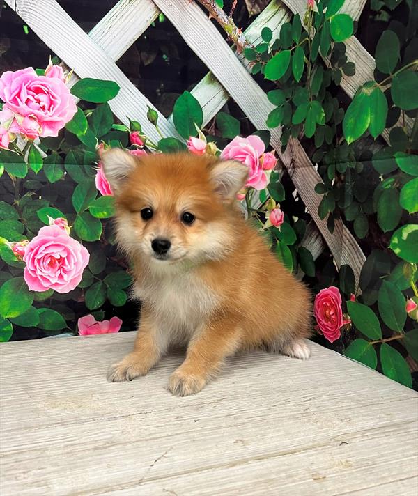 Pomeranian-DOG-Female-Orange Sable-6302-Petland Fort Walton Beach, FL