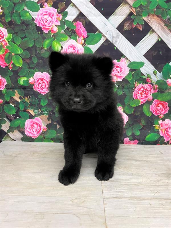 Chow Chow-DOG-Female-Black-6303-Petland Fort Walton Beach, FL