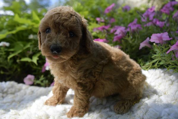 Poodle DOG Male Apricot 6316 Petland Fort Walton Beach, FL