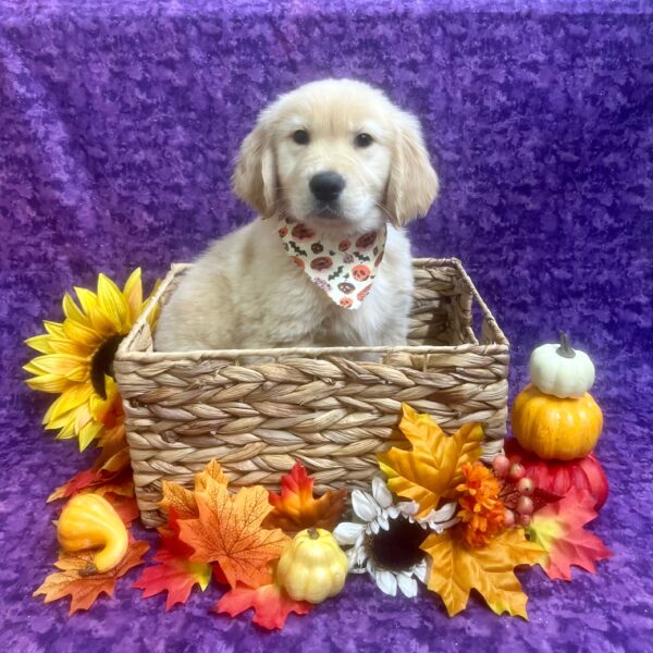 Golden Retriever-DOG-Male-Golden-6321-Petland Fort Walton Beach, FL