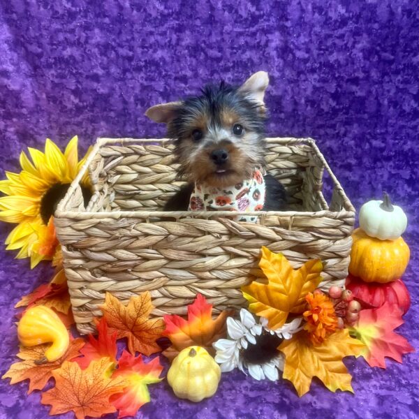 Silky Terrier-DOG-Male-Black & Tan-6319-Petland Fort Walton Beach, FL