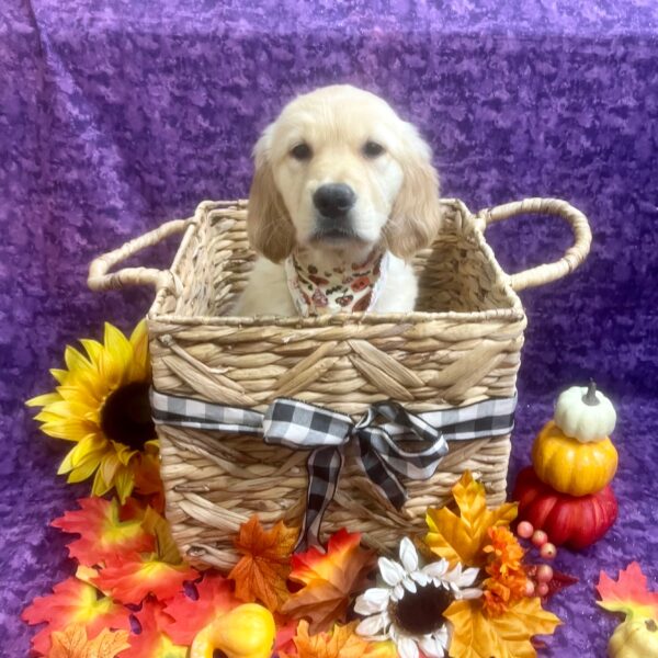 Golden Retriever-DOG-Female-Cream-6314-Petland Fort Walton Beach, FL