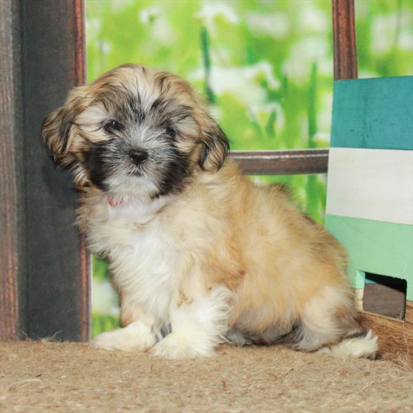 Shih Tzu-DOG-Female-Gold-6337-Petland Fort Walton Beach, FL