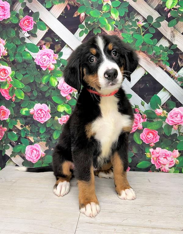 Bernese Mountain Dog-DOG-Male-Black White / Tan-6341-Petland Fort Walton Beach, FL