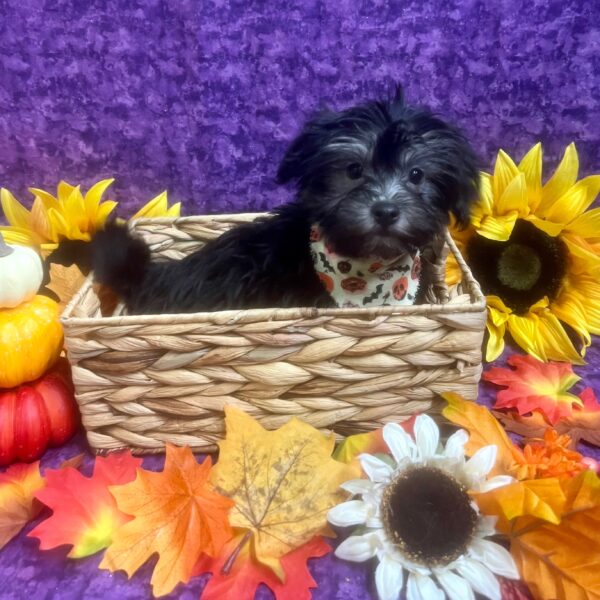 Havanese-DOG-Male-Black & Tan-6361-Petland Fort Walton Beach, FL