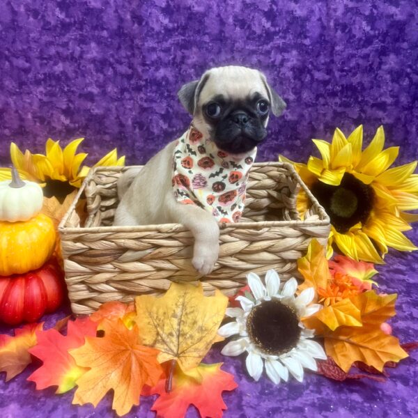 Pug-DOG-Male-Fawn-6348-Petland Fort Walton Beach, FL