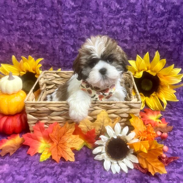 Lhasa Apso DOG Female Gold & White Parti 6360 Petland Fort Walton Beach, FL