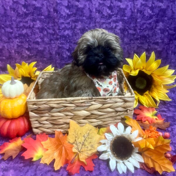 Lhasa Apso DOG Male Gold & White 6359 Petland Fort Walton Beach, FL