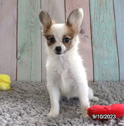 Papillon-DOG-Female-Brown / White-6400-Petland Fort Walton Beach, FL