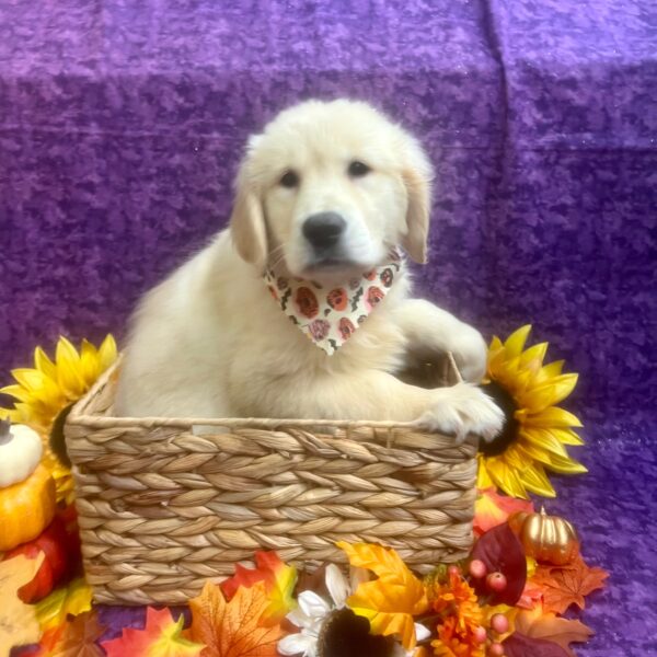 Golden Retriever-DOG-Female-Cream-6386-Petland Fort Walton Beach, FL